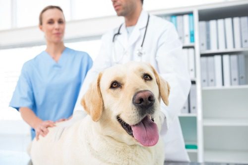 yellow-labrador-retriever-at-vet-clinic