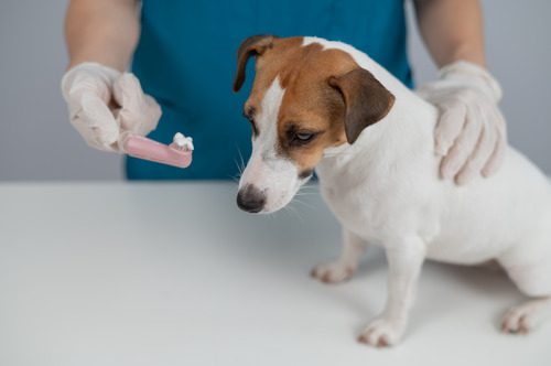 vet-getting-ready-to-brush-jack-russell-terrier-dog's-teeth-with-finger-toothbrush-at-clinic