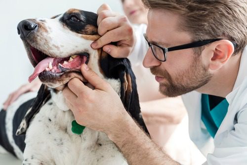 male-vet-examining-bassett-hound-dog's-teeth