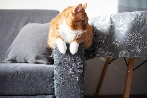 orange-and-white-cat-laying-on-the-arm-of-a-couch-where-the-fabric-is-scratched