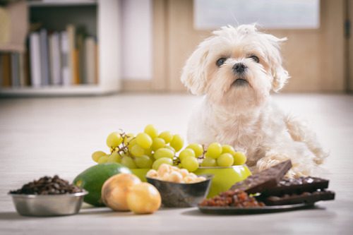 small-dog-with-plates-of-grapes-chocolate-raisins-onions-and-other-foods-toxic-to-him