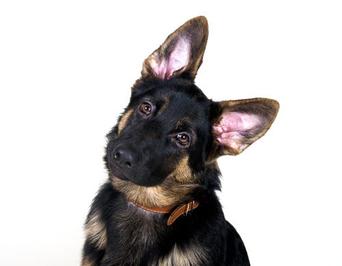 german-shepherd-puppy-tilting-its-head