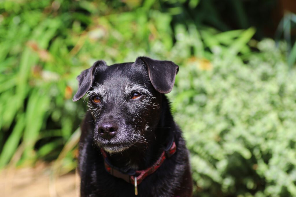 Senior black dog with gray face
