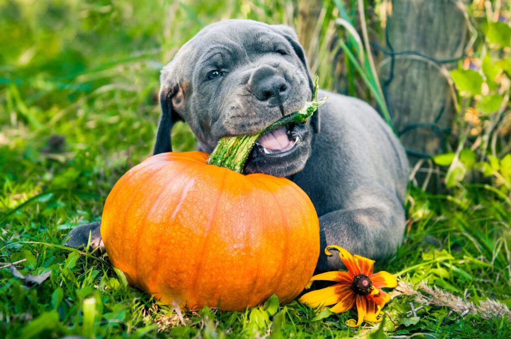 Great Dane Dog Eating Pumpkin