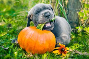 Great Dane Dog Eating Pumpkin