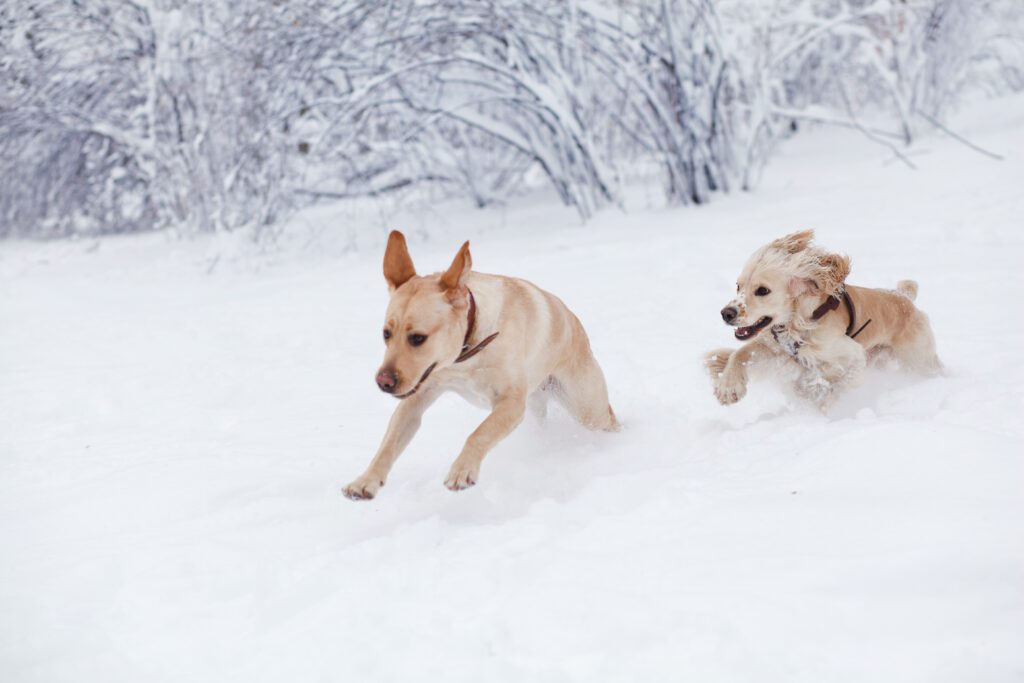Dogs running in snow