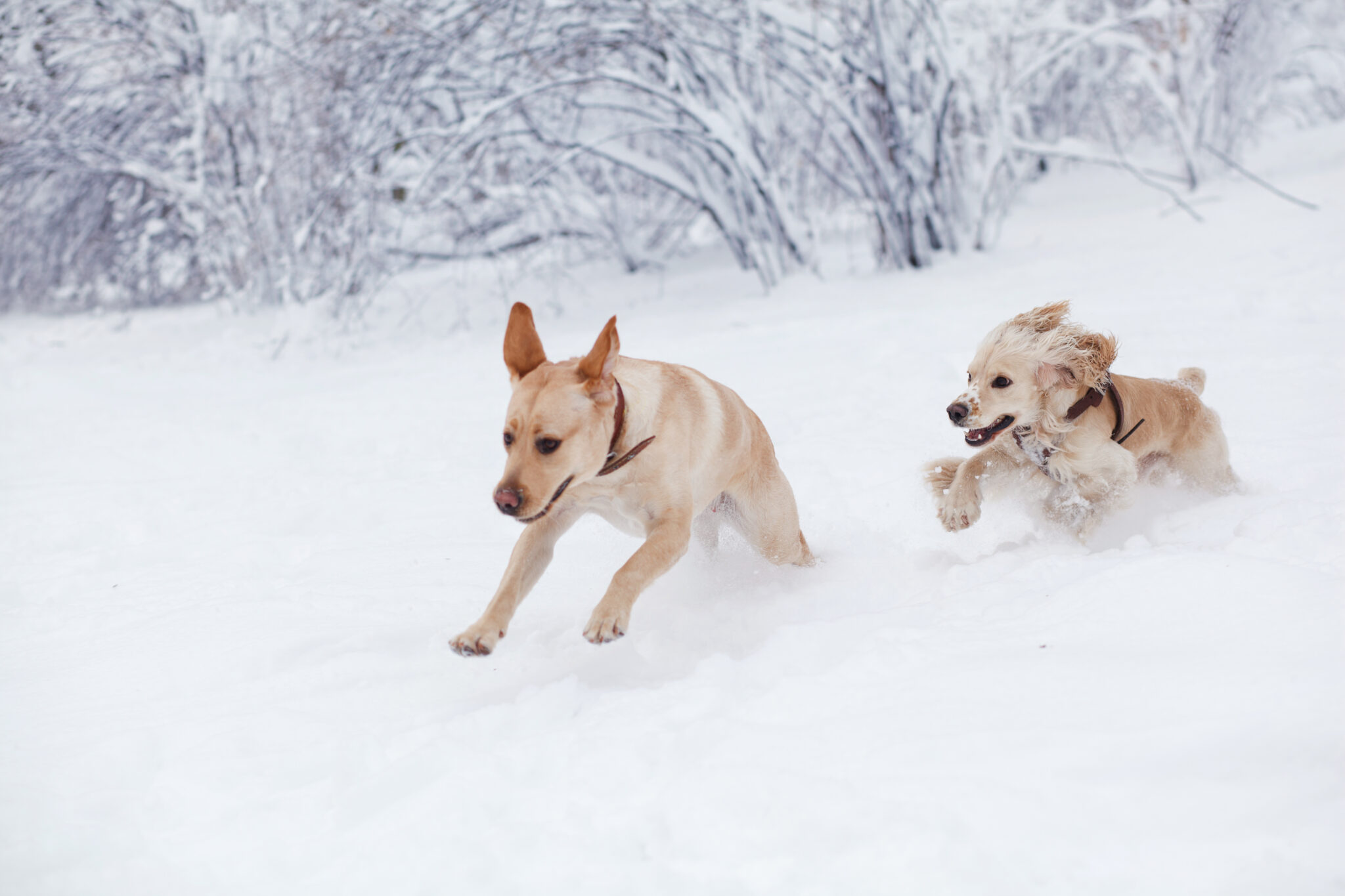 Dogs running in snow