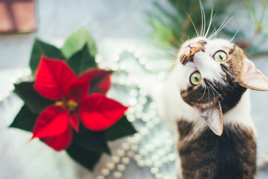 Cat With Poinsettia