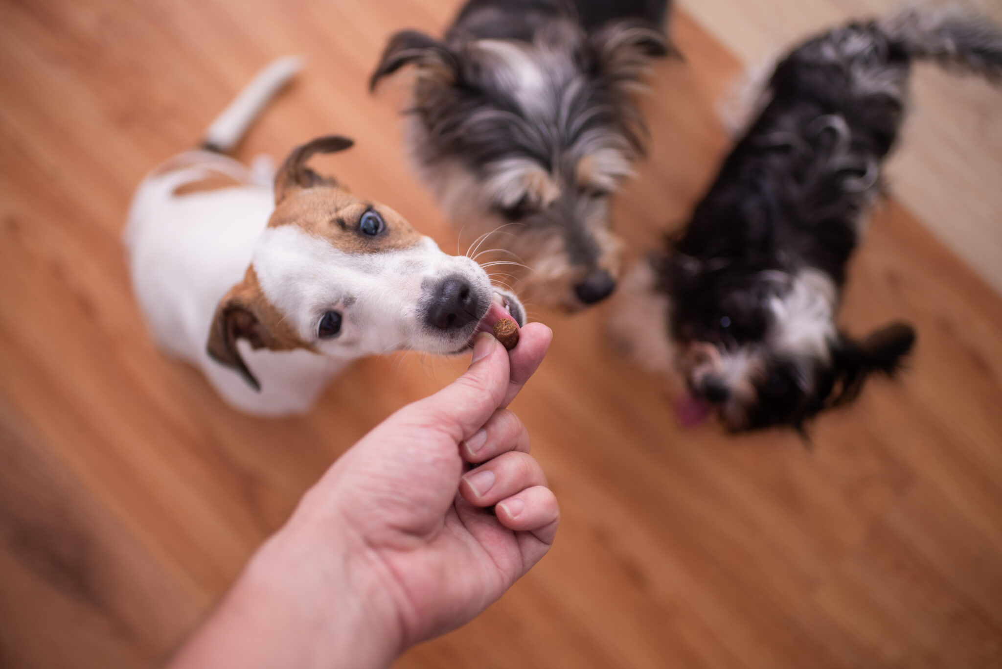 Dog Eating Treat