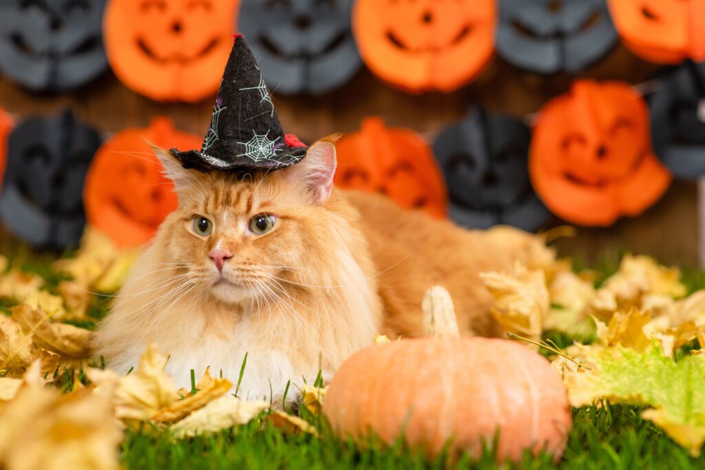 Adult Maine Coon Cat Wearing Witch Halloween Hat Lying On Autumn Grass With Pumpkin