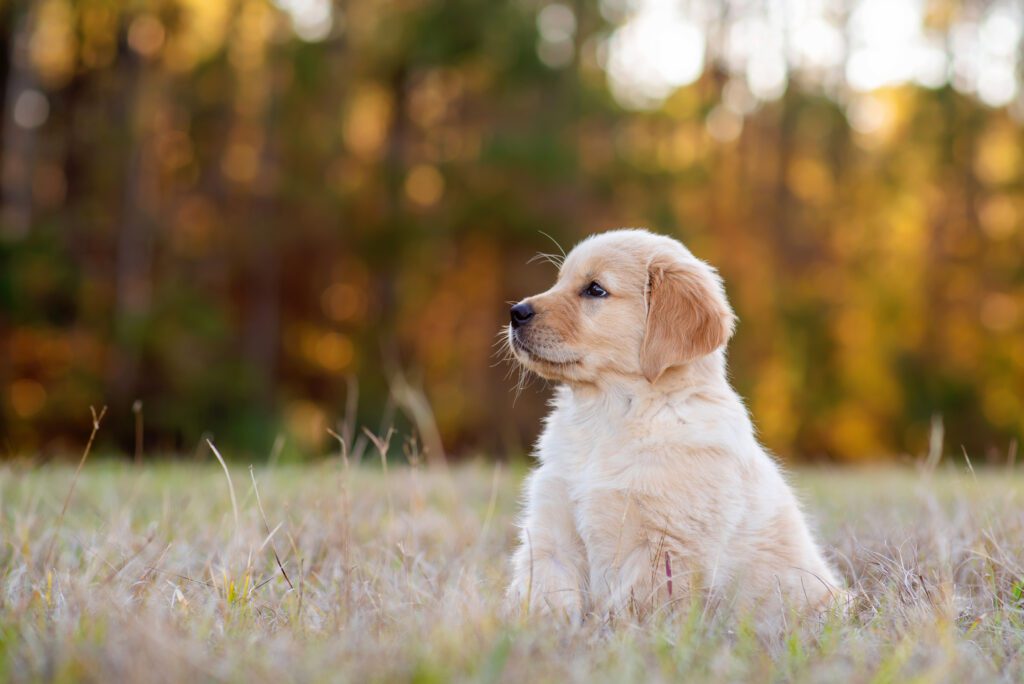 golden retriever puppy