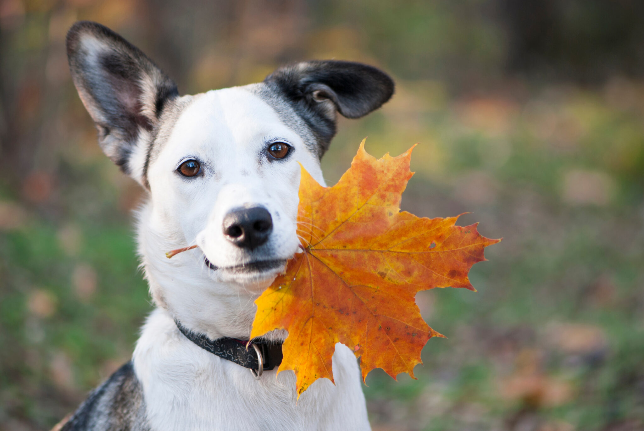 dog holding leaf in mouth