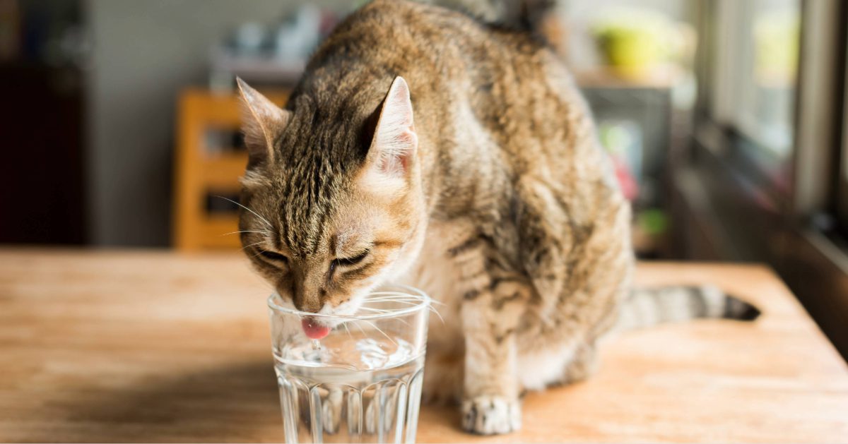cat drinking water from a glass on the table
