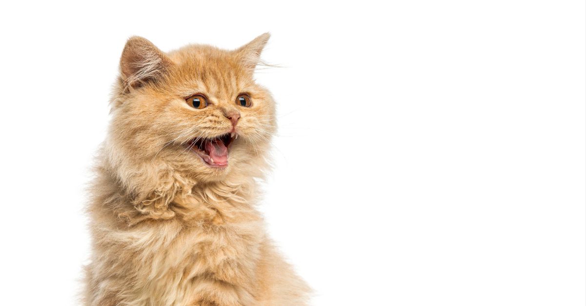 cat meowing against a white background