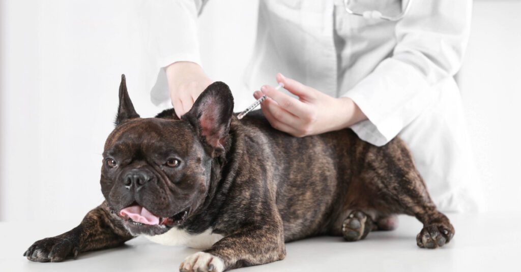 vet administering vaccine to French bulldog at clinic