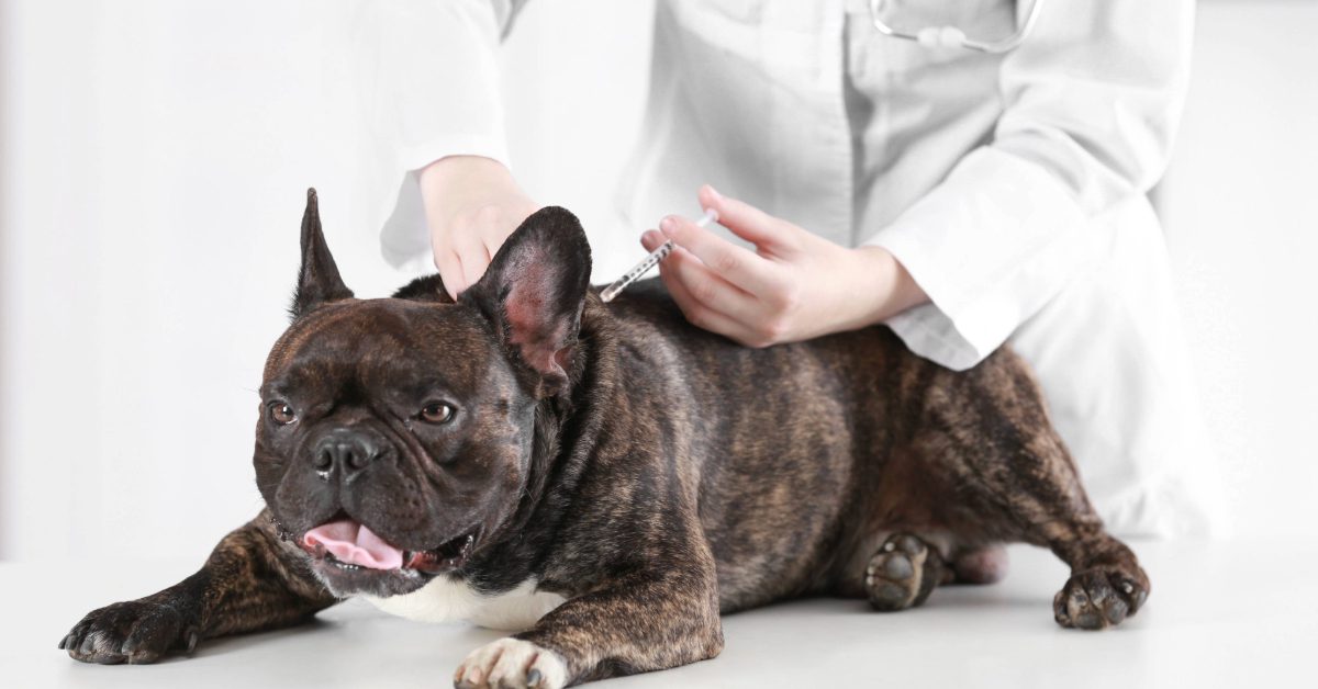 vet administering vaccine to French bulldog at clinic