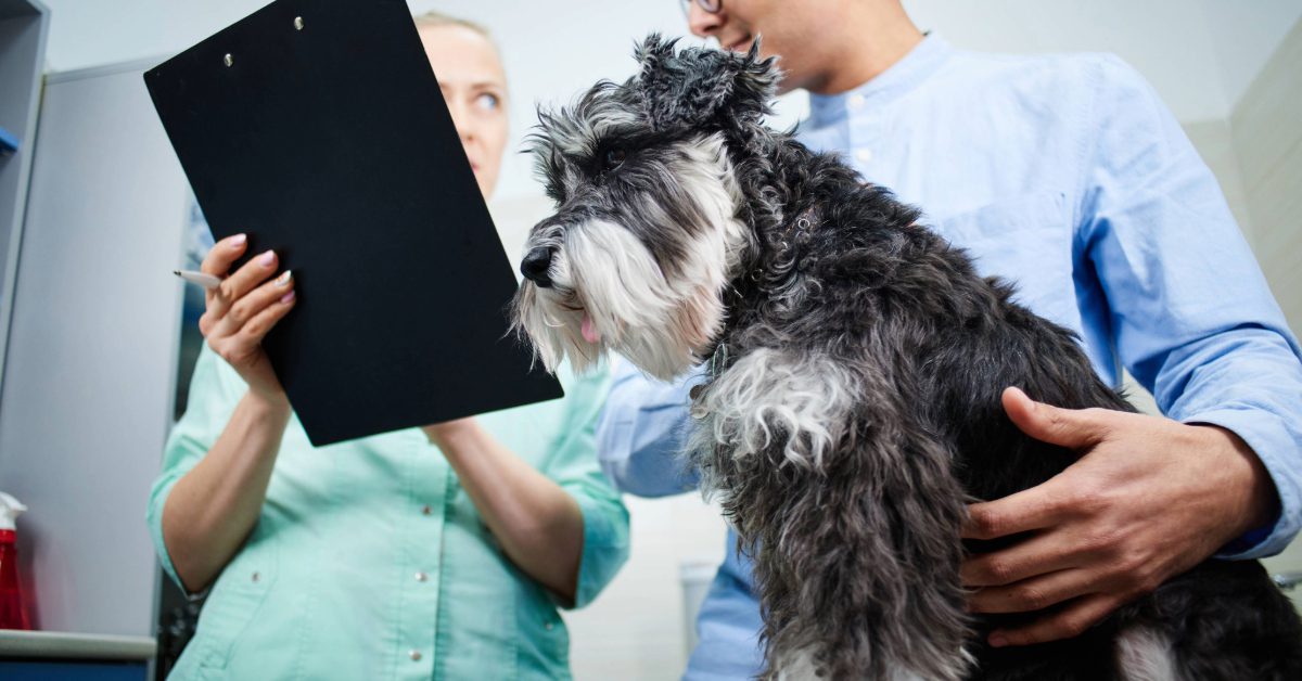 dog owner talking with vet while holding terrier dog at clinic