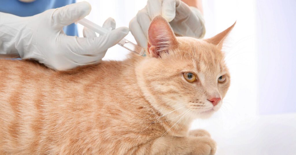 vet administering vaccine for orange cat at clinic