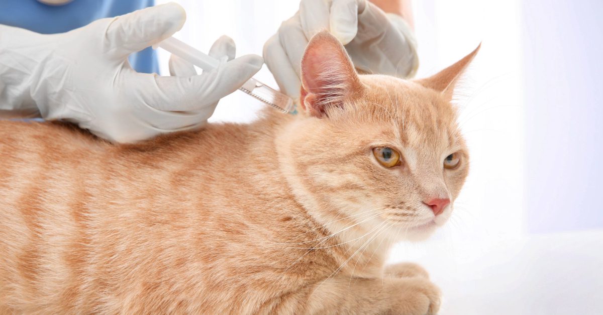 vet administering vaccine for orange cat at clinic