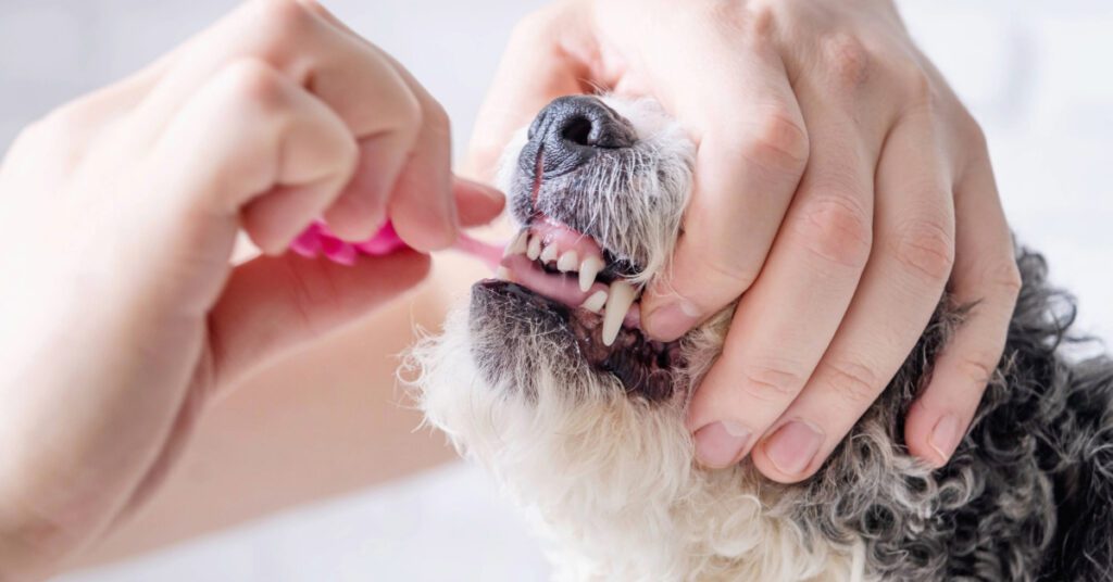 close up of owner brushing dog's teeth