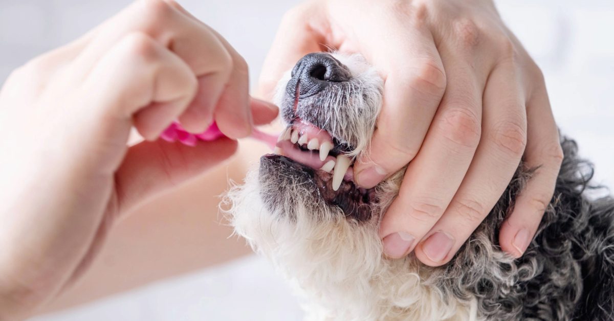 close up of owner brushing dog's teeth