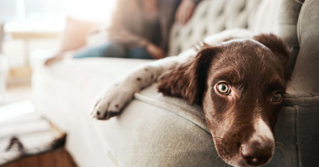 lethargic dog laying on the couch at home