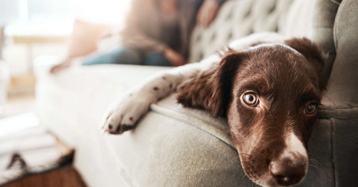 lethargic dog laying on the couch at home