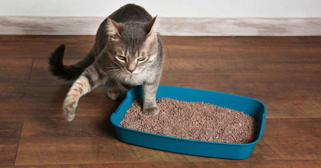 cat with one foot in its litterbox