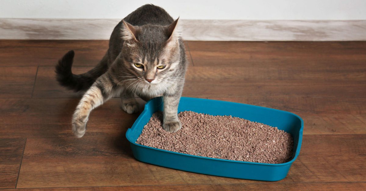 cat with one foot in its litterbox