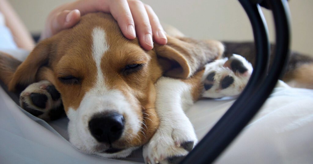 close up of beagle dog laying in owner's lap while owner pets its head