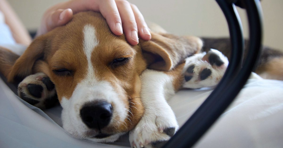 close up of beagle dog laying in owner's lap while owner pets its head