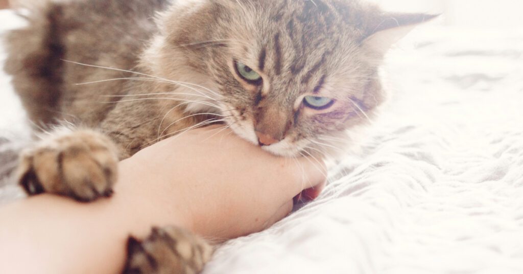 cat biting owner