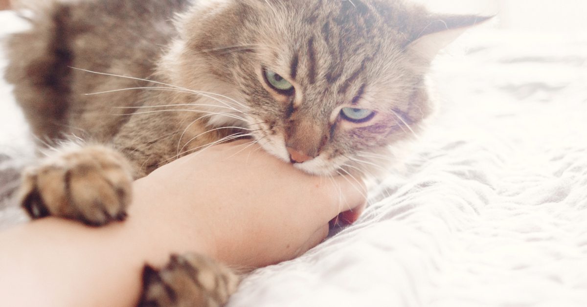 cat biting owner