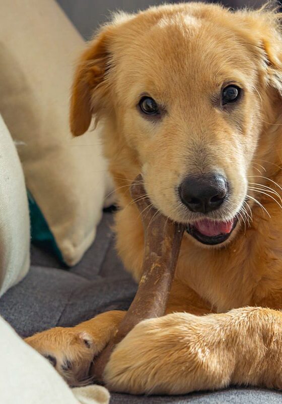 Dog And Cat Teeth Cleaning In Piqua Oh