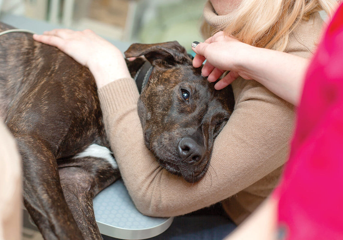 Veterinary Diagnostics In Piqua Oh