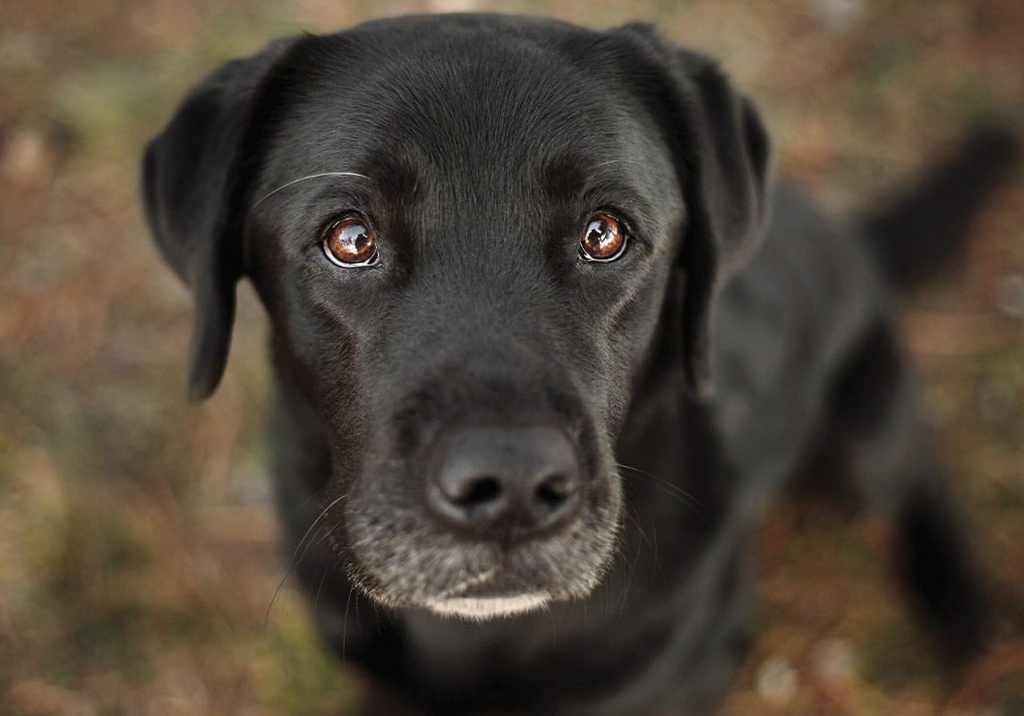 Black Lab In Leaves