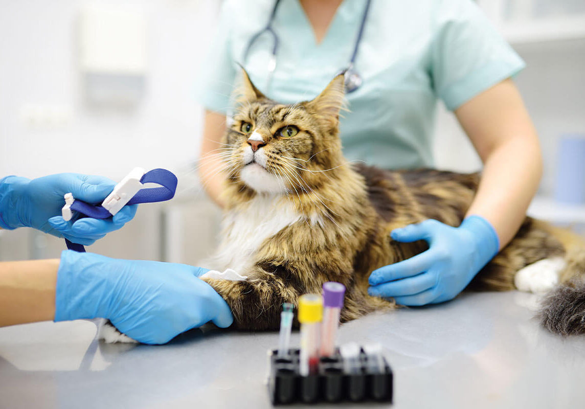 Cat Bloodtest