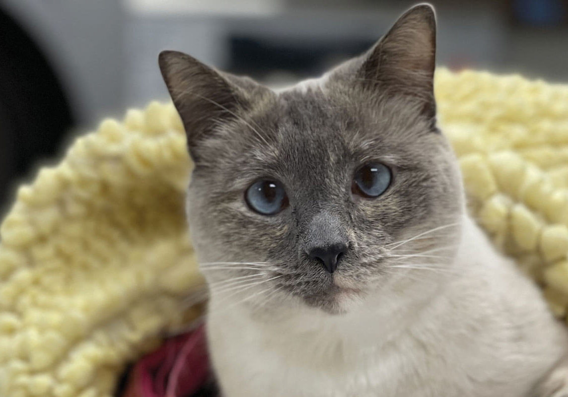 Cat With Blue Eyes And Yellow Blanket