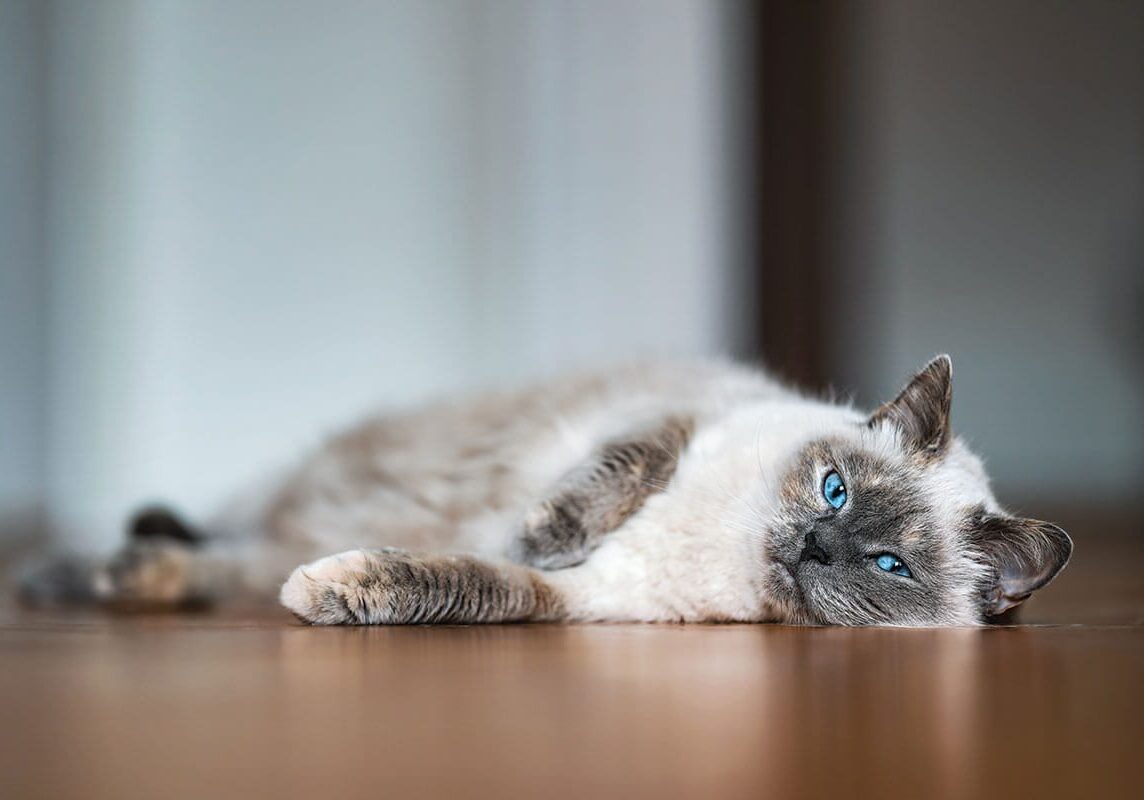 Cat With Blue Eyes