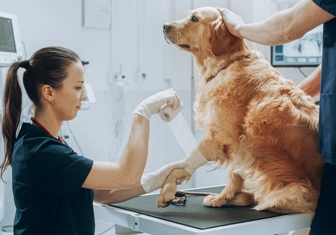 Doctor And Technician Wrapping Golden Retrievers Leg With Bandage