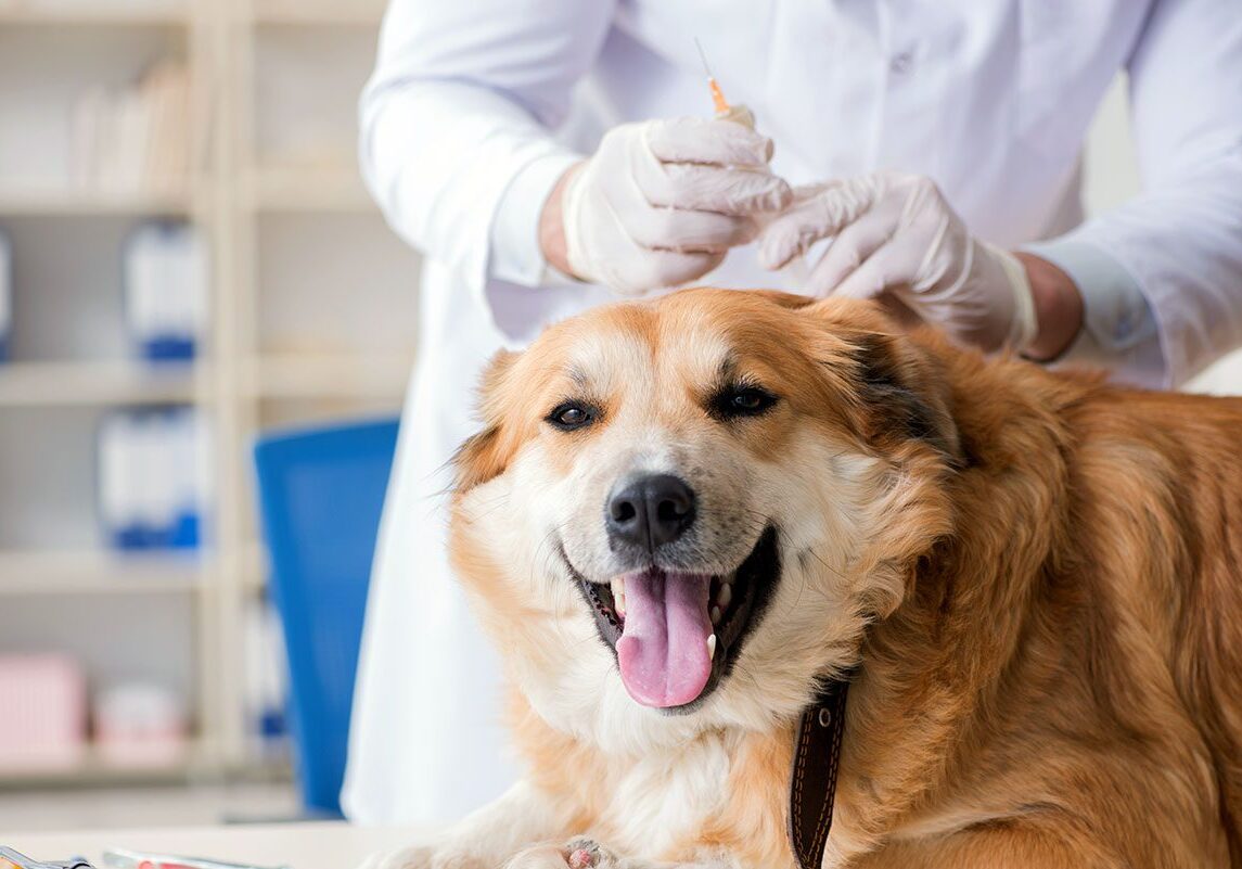 happy dog at the vet getting a vaccine