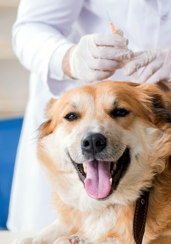 happy dog at the vet getting a vaccine