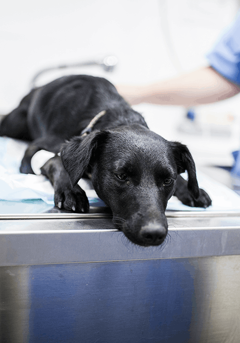 Dog On Operating Table (1)