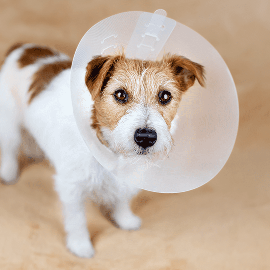 Dog With Cone Wood