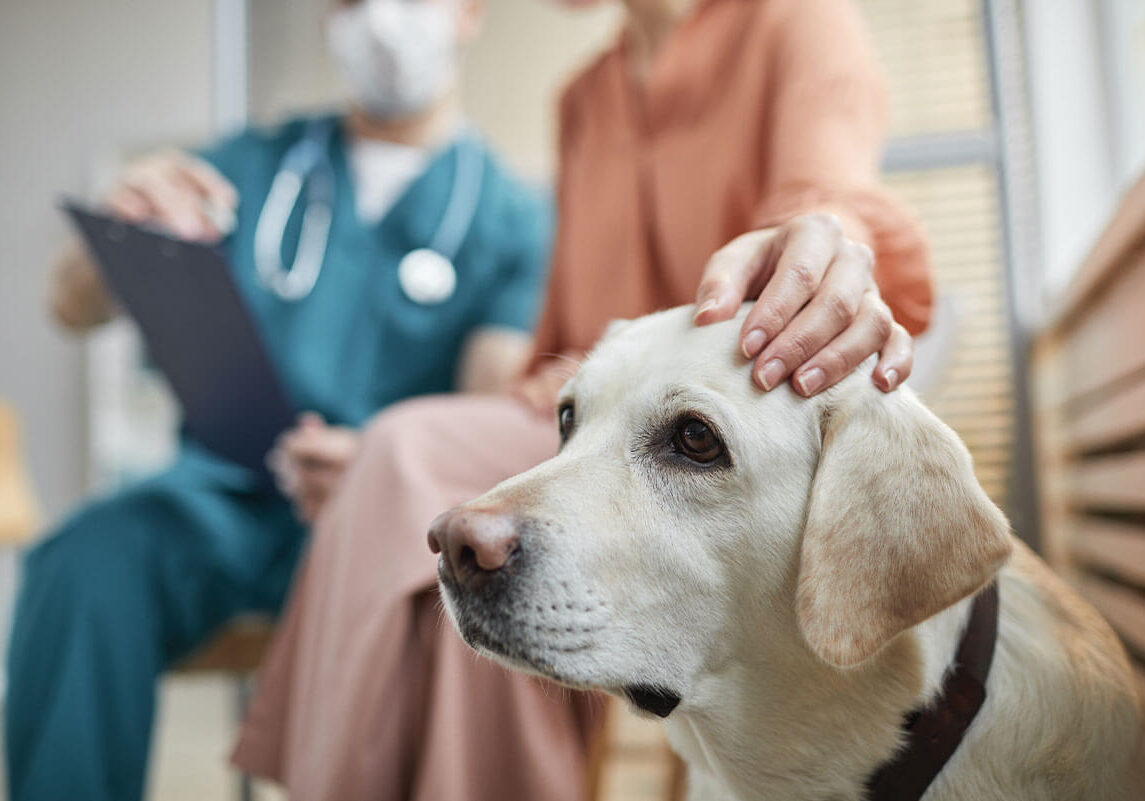 Hand On Dogs Head