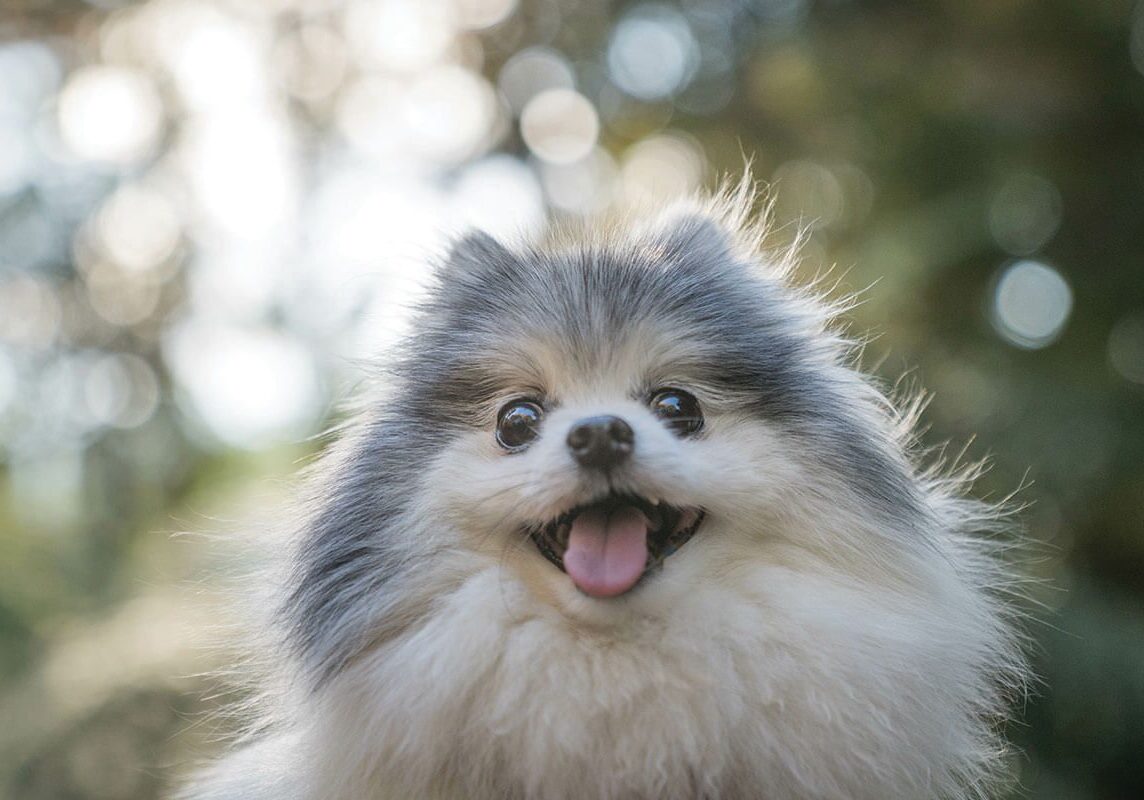 Happy Pomeranian