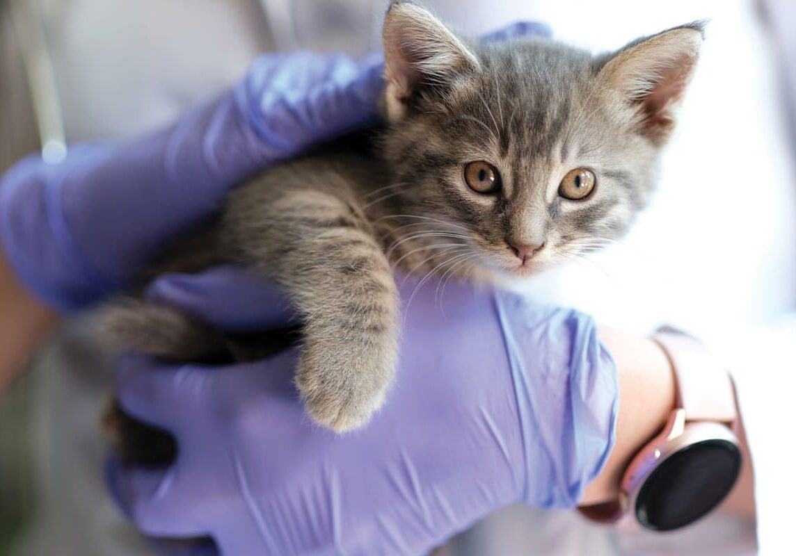 Holding Kitten In Purple Gloves