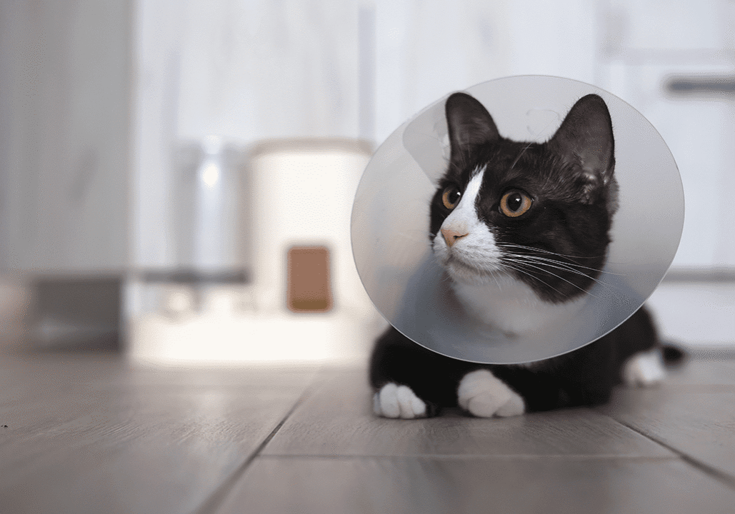 Kitty With Cone