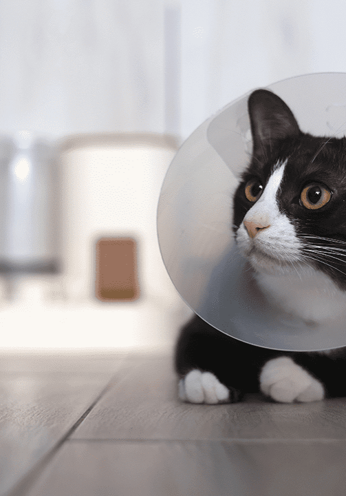Kitty With Cone