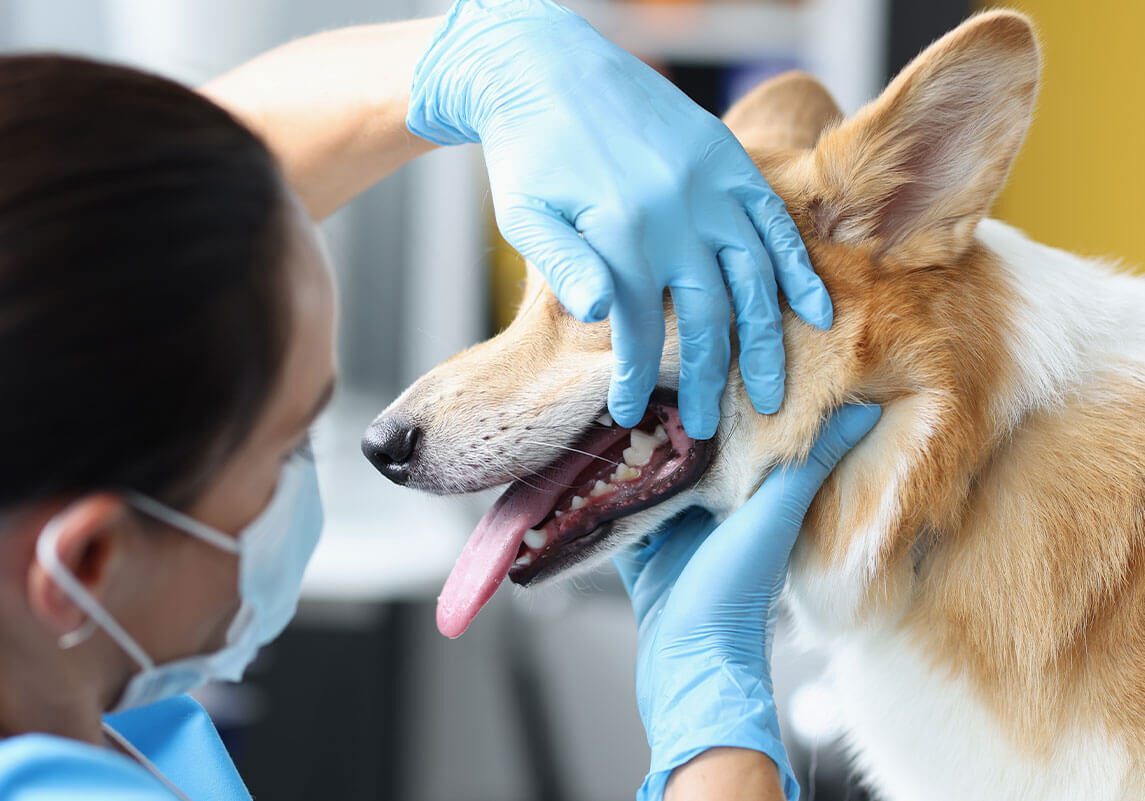 Looking At Dogs Teeth